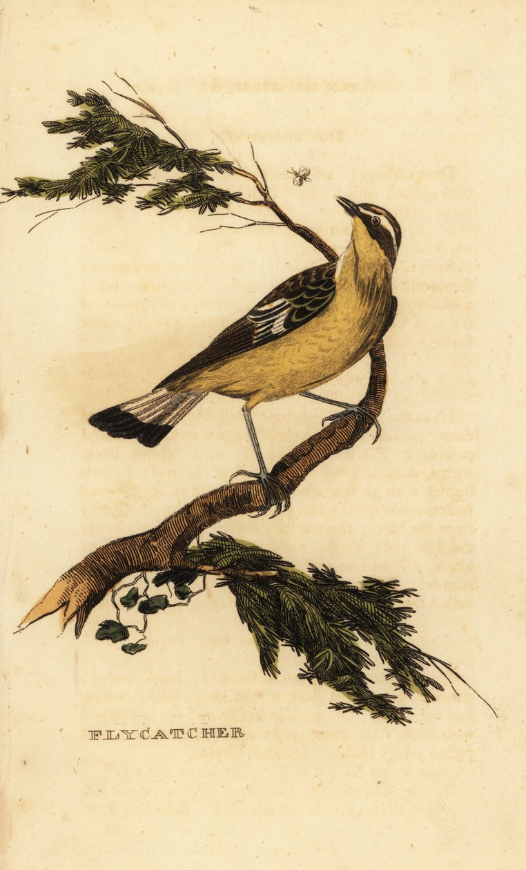 Gulrumpet fluesnapper, Ficedula zanthopygia. 1815 (gravering) af Unbekannter Künstler