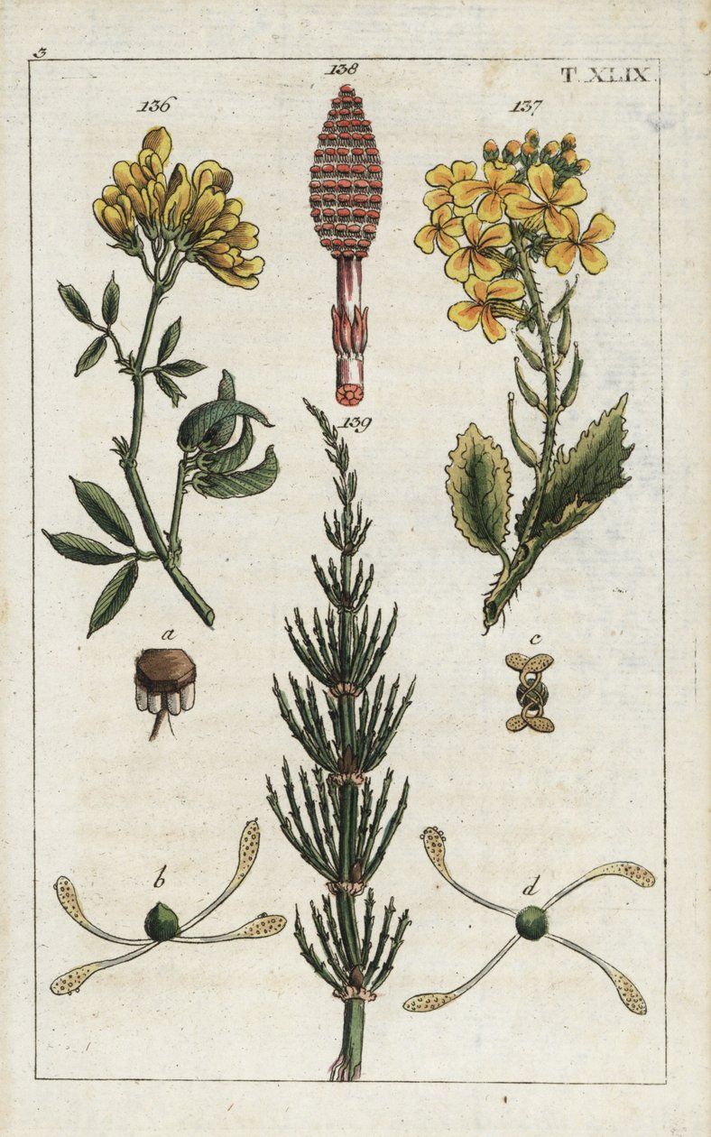 Gul lucerne (alfalfa), Medicago falcata 136, vild radise (ravenelle), Raphanus raphnistrum 137, og agerpadderok (prele des champs), Equisetum arvense 138/139. Håndkoloreret kobberstik af en botanisk illustration fra G. T. Wilhelms "Unte af Unbekannter Künstler