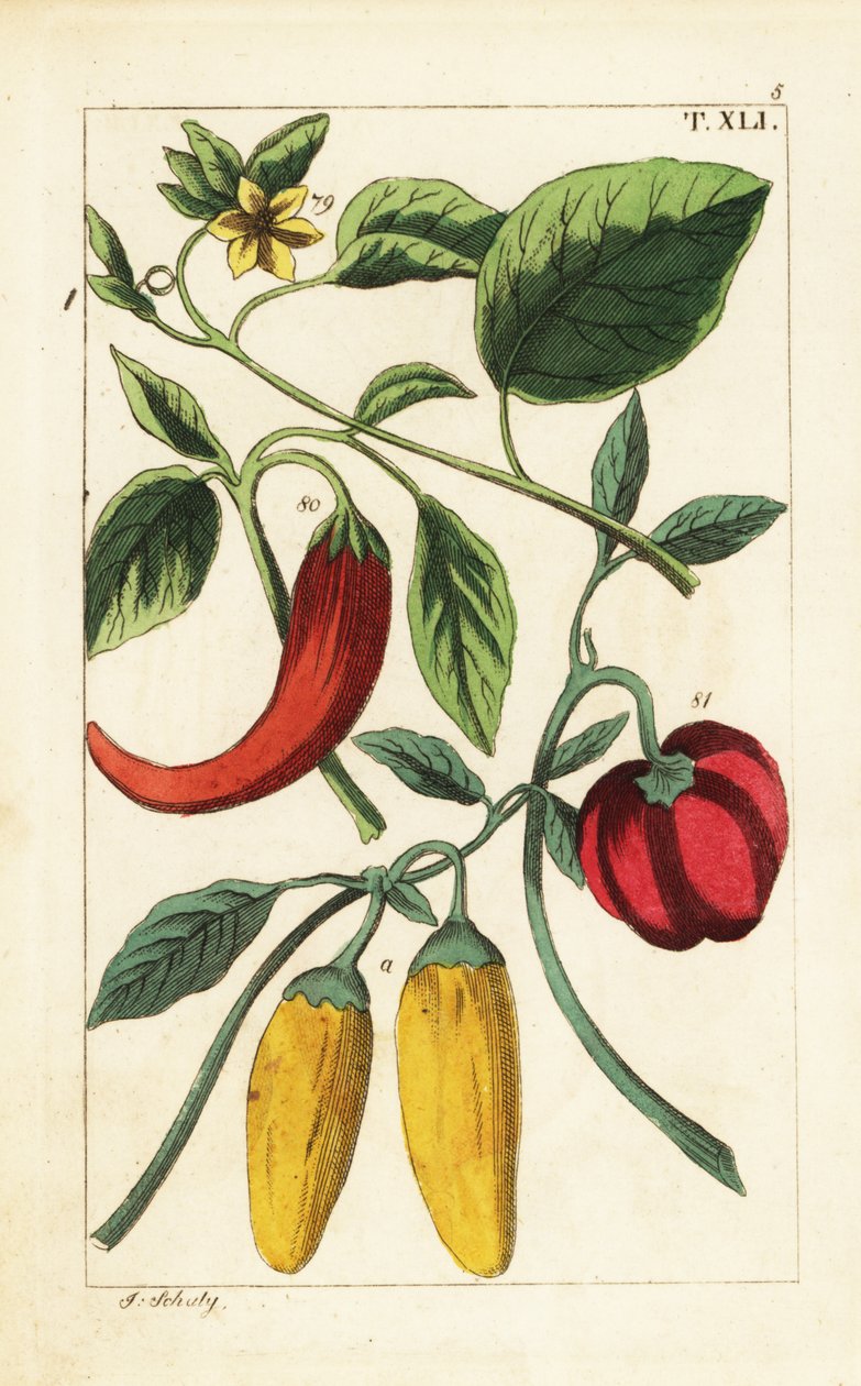 Gul og rød chilipeber, Capsicum annuum. af Unbekannter Künstler