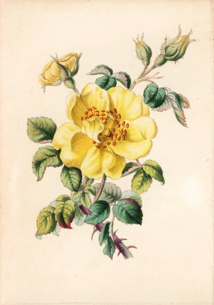 Gul brombærrose, Rosa lutea, fra Robert Tyas