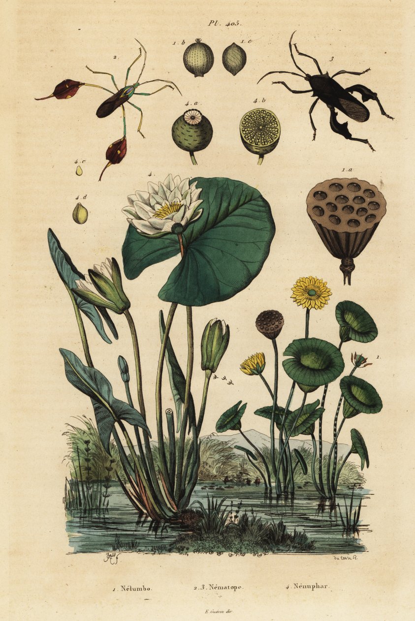 Gul lotus, Nelumbo lutea 1, bladfodede bugs, Anisoscelis foliaceus 2 og Anoplocnemis curvipes 3 og hvid åkande, Nymphaea alba 4 af Unbekannt