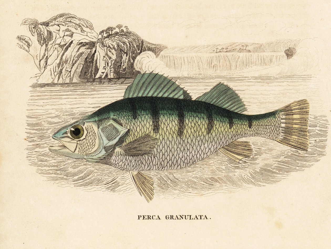 Gul aborre, Perca flavescens (granuleret aborre, Perca granulata). Håndkoloreret stålstik fra Georg Friedrich Treitschkes naturhistoriske galleri, Naturhistorischer Bildersaal des Thierreiches, Liepzig-1842. af Unbekannter Künstler