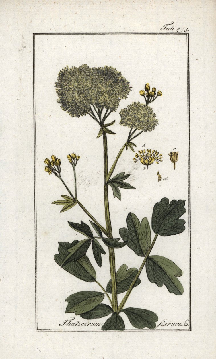 Gul pigamon (Thalictrum flavum). Litografi fra "Afbeelding der Artseny-Gewassen" af Johannes Zorn (1739-1799), Holland af Unbekannter Künstler