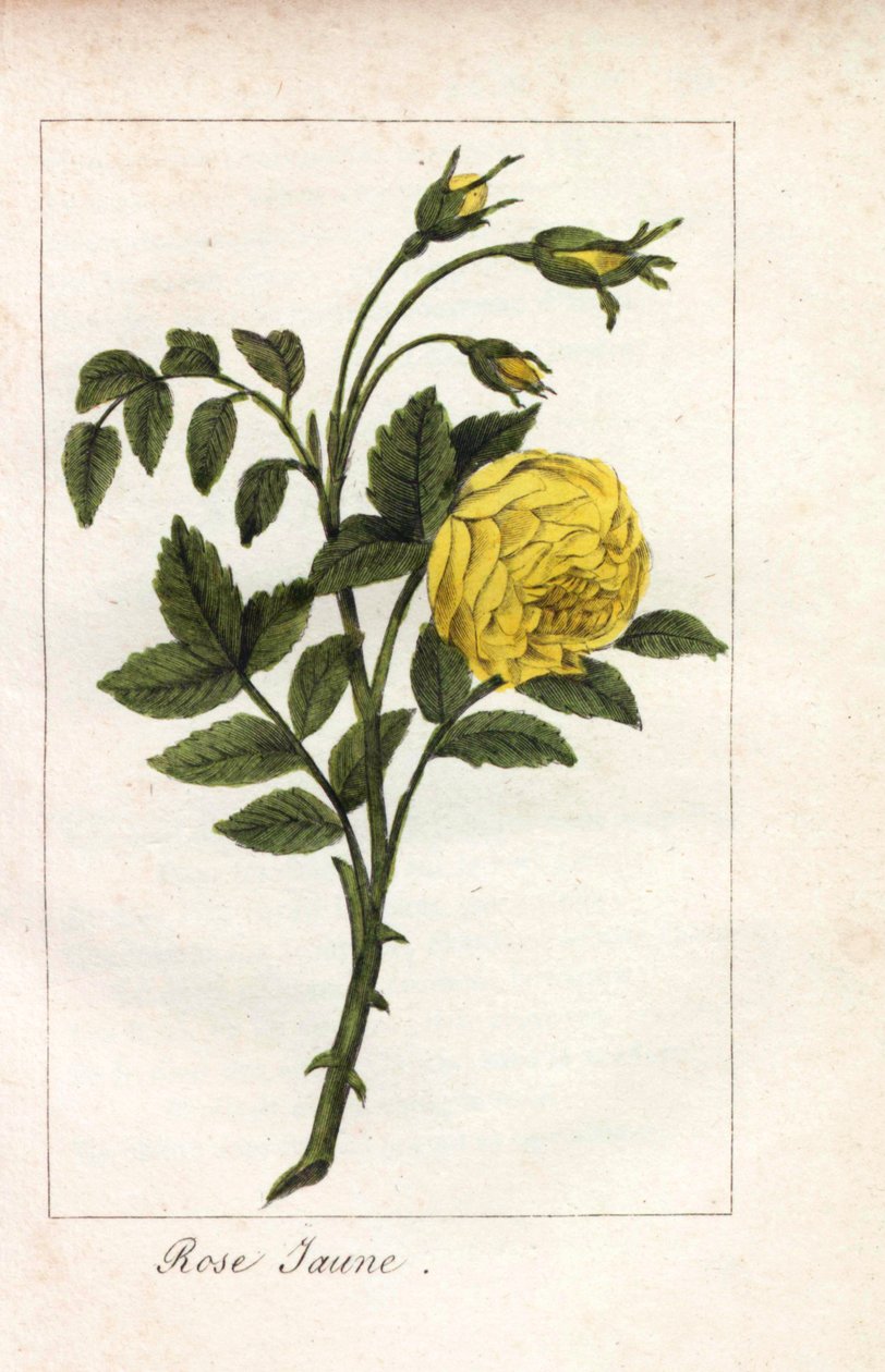 Gul rosa, gul rosa, Rosa lutea. Håndkoloreret kobberstik af en illustration af Miss Prudhomme fra "Hommage rendu a la Rose", Paris, ca. 1815. En gavebog med rosens historie og et dusin botaniske miniaturer. af Unbekannter Künstler
