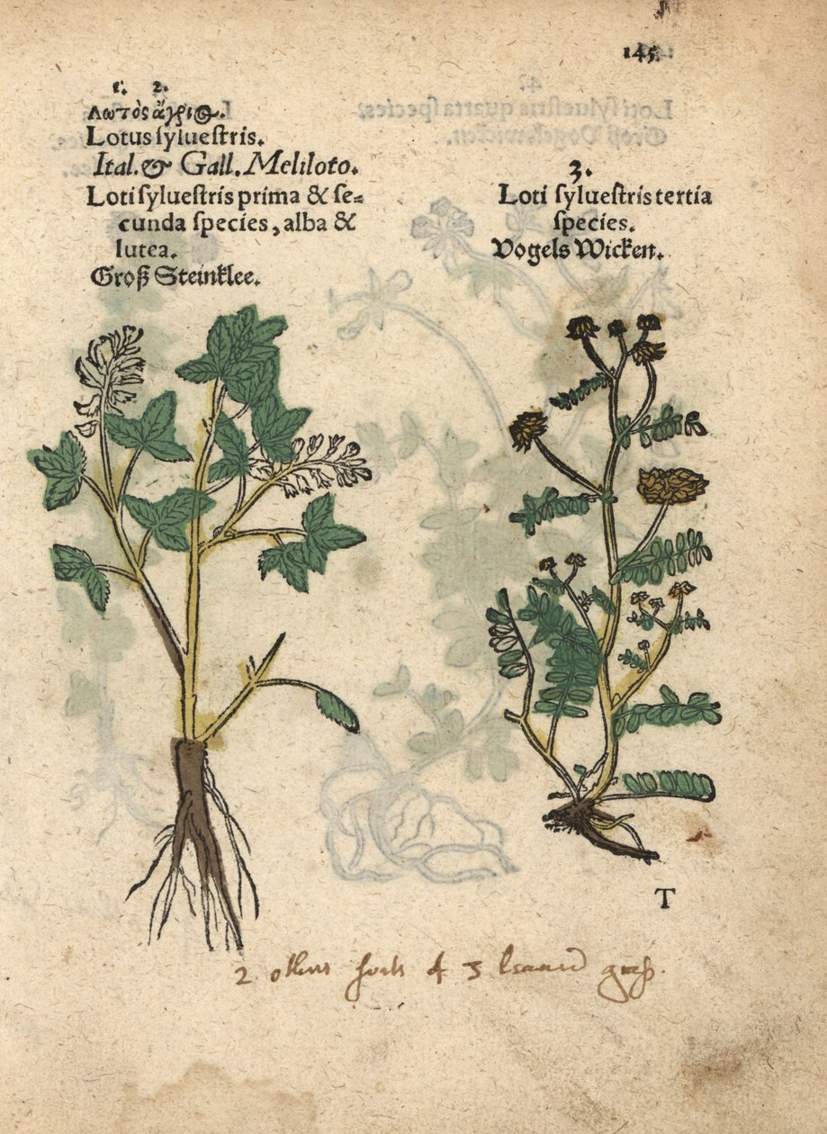 Gul sødkløver, Melilotus officinalis. Håndkoloreret træsnit af en botanisk illustration fra Adam Lonicers Krauterbuch, eller Herbal, Frankfurt af Unbekannter Künstler