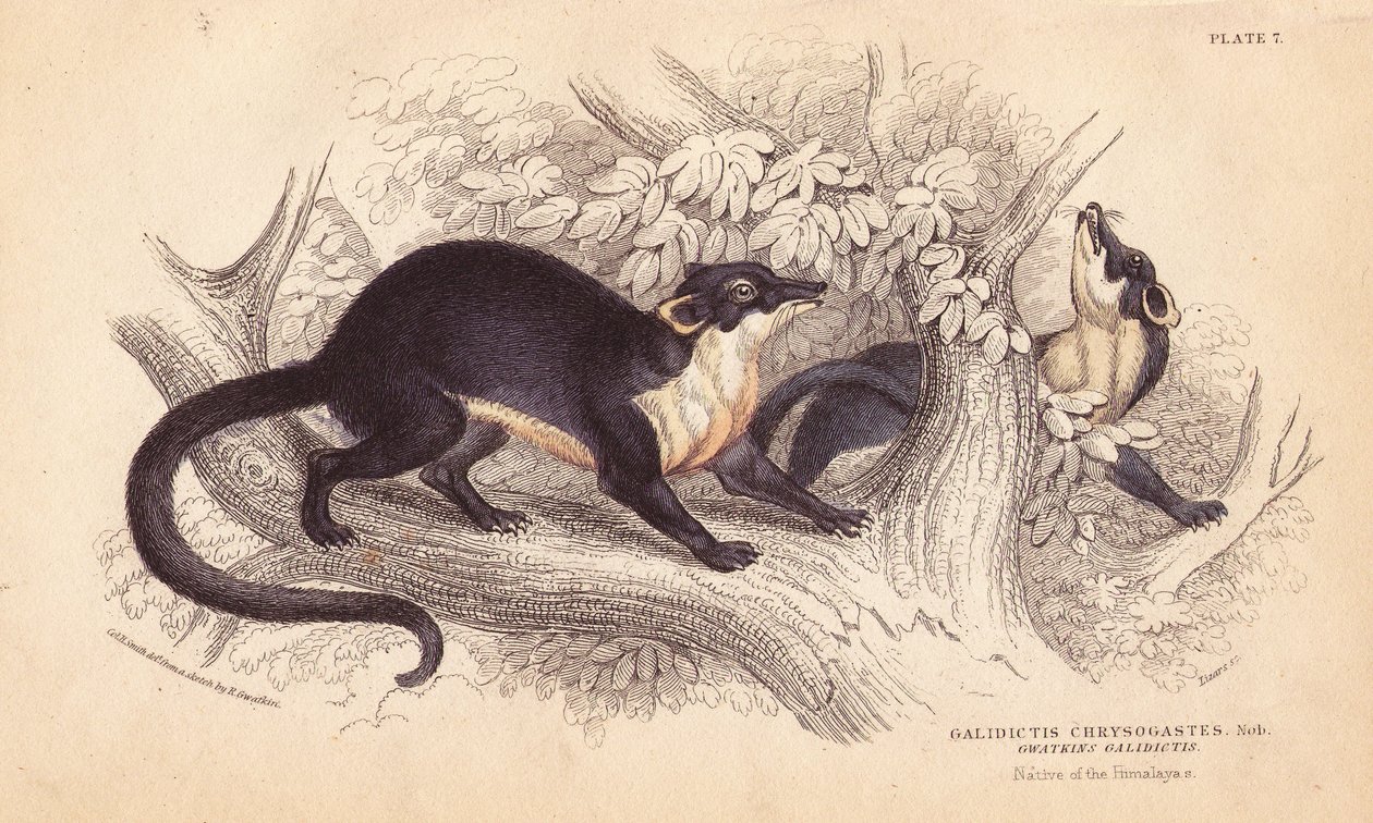 Gulstrubet mår, Martes flavigula (Galidictis chrysogastes). Håndkoloreret stålstik af Lizars efter en illustration af Charles Hamilton Smith fra en skitse af R. G. Watkin fra William Jardine