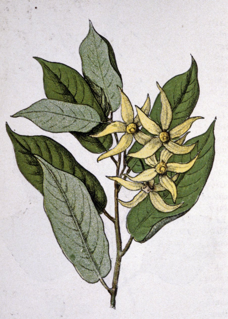 Ylang Ylang, begyndelsen af det 20. århundrede (gravering) af Unbekannter Künstler