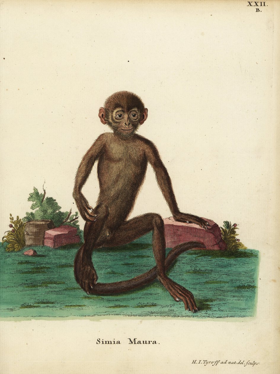 Ung langur med bånd, Presbytis femoralis. Simia maura. Håndkoloreret kobberstik tegnet og graveret efter naturen af Hermann Jakob Tyroff fra Johann Christian Daniel Schrebers Animal Illustrations after Nature, or Schreber