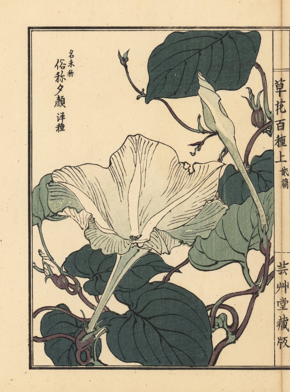 Yuugao, hyoutan, kalabas eller flaskekalebasblomst, Lagenaria siceraria. Håndkoloreret træsnit af Kono Bairei fra Kusa Bana Hyakushu (One Hundred Varieties of Flowers), Tokyo, Yamada af Unbekannter Künstler