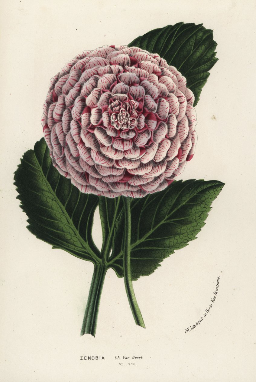 Zenobia dahlia hybrid, Dahlia coccinea. Håndkoloreret litografi fra Louis van Houtte og Charles Lemaires Flowers of the Gardens and Hothouses of Europe, Flore des Serres et des Jardins de l