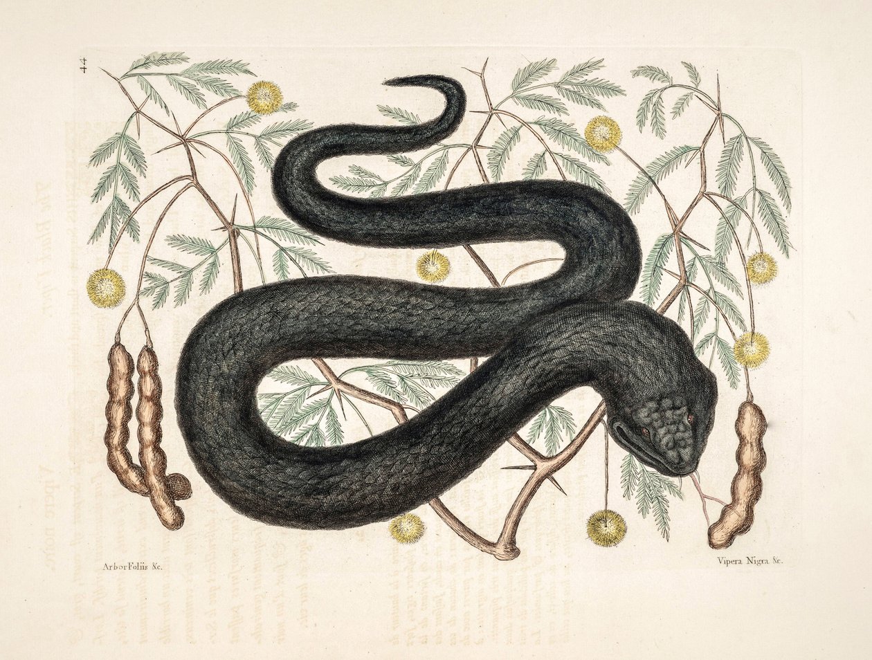 Zoo Illustration/Vipera nigra/Black Viper af Unbekannter Künstler