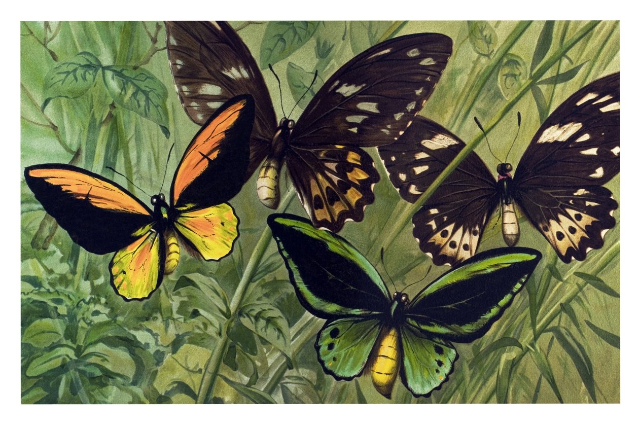 Zoologisk kort: Sommerfuglen Cresus (Ornithoptera croesus), han og hun af Unbekannter Künstler