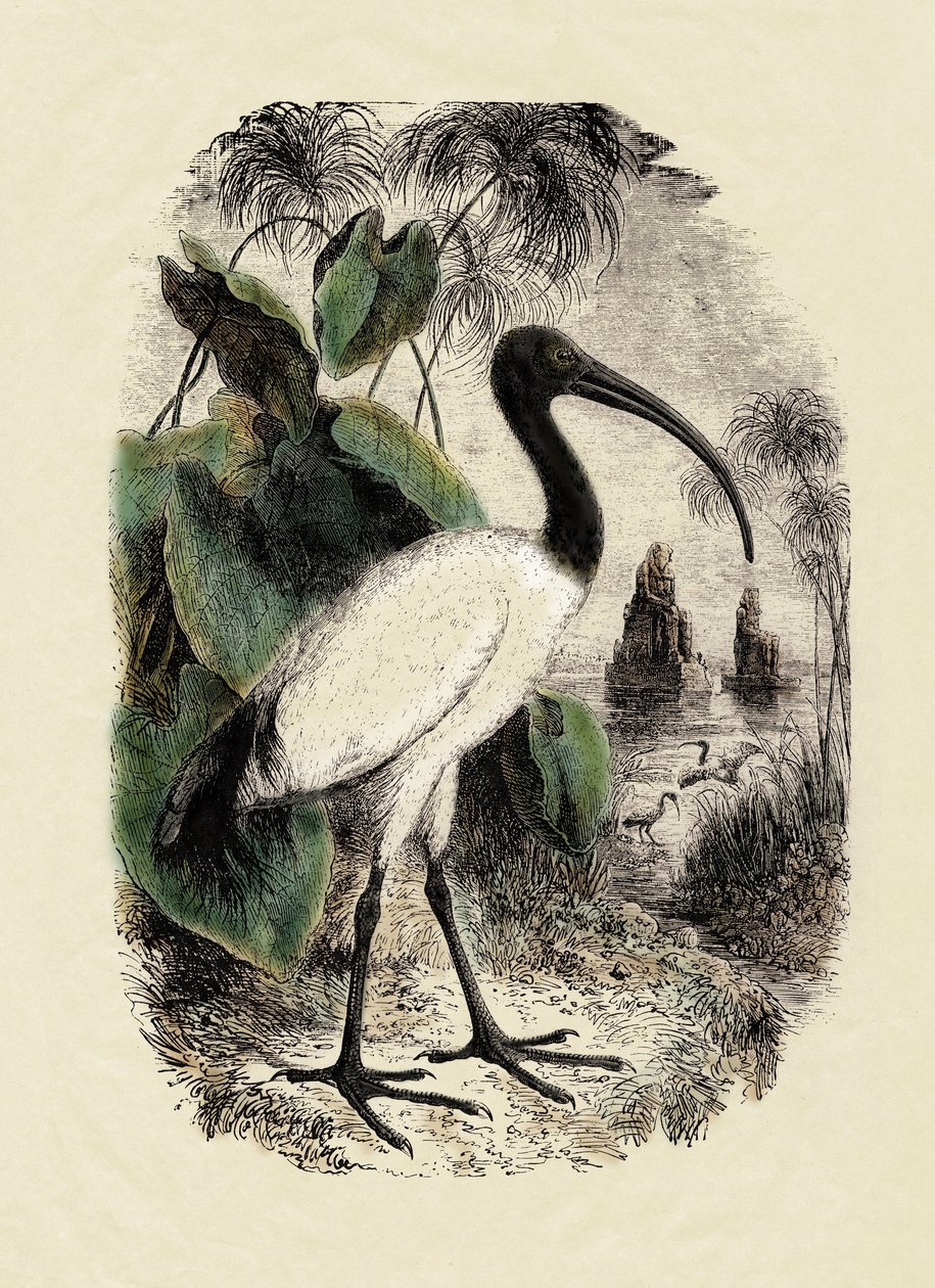 Zoologi: Hellig Ibis (Threskiornis aethiopicus), stik fra det 19. århundrede af Unbekannter Künstler