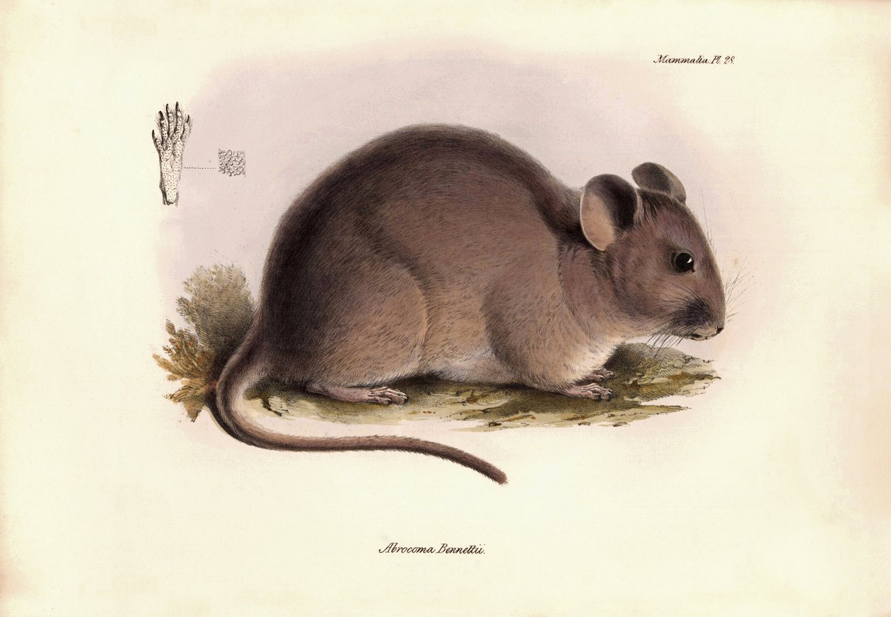 Zoologi: "Abrocoma Bennettii" eller chinchilla Bennett beskrevet af Charles Darwin under hans opdagelsesrejse om bord på Beagle. Planche fra "The Zoology of the voyage of H.M.S. Beagle under the command of Captain Fitzroy during the years 1832 to 1836". af Unbekannter Künstler