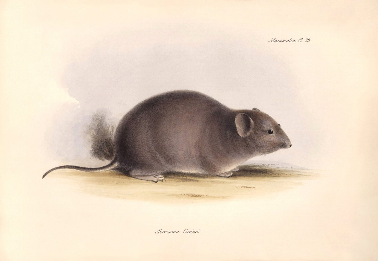 Zoologi: "Arocoma Cuvieri" eller Abocoma de Cuvier beskrevet af Charles Darwin under hans opdagelsesrejse om bord på Beagle. Planche fra "The Zoology of the voyage of H.M.S. Beagle under the command of Captain Fitzroy during the years 1832 to 1836 edit af Unbekannter Künstler