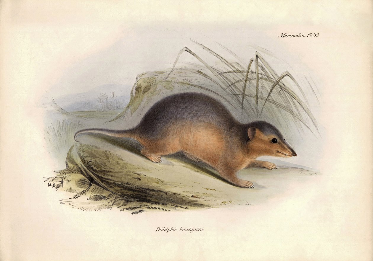 Zoologi: "Didelphis brachiura" af opossumfamilien beskrevet af Charles Darwin under hans opdagelsesrejse ombord på Beagle. Planche fra "The Zoology of the voyage of H.M.S. Beagle under the command of Captain Fitzroy during the years 1832 to 1836". af Unbekannter Künstler