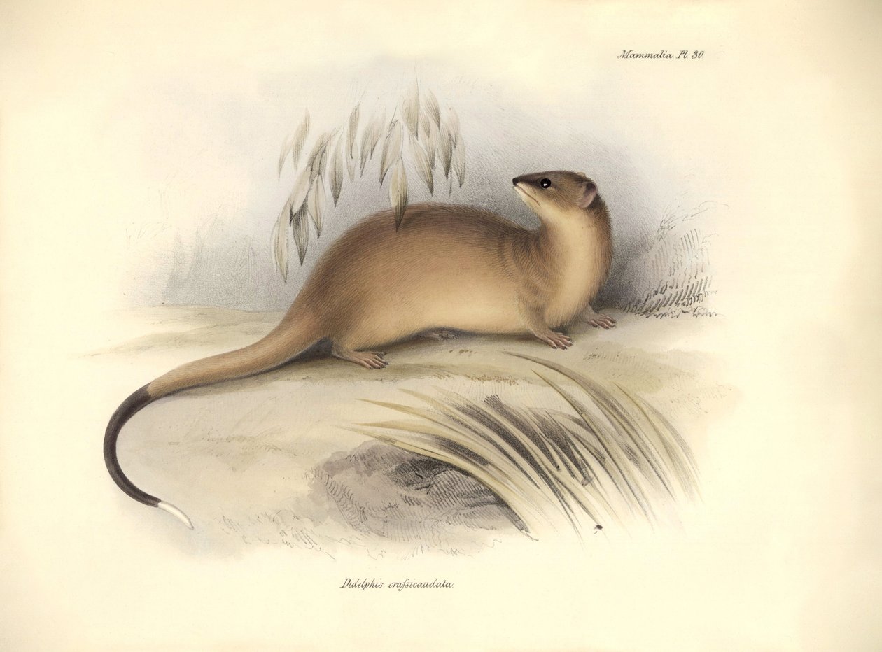 Zoologi: "Didelphis crassicaudata" af opossumfamilien beskrevet af Charles Darwin under hans opdagelsesrejse ombord på Beagle. Planche fra "The Zoology of the voyage of H.M.S. Beagle under the command of Captain Fitzroy during the years 1832 to af Unbekannter Künstler