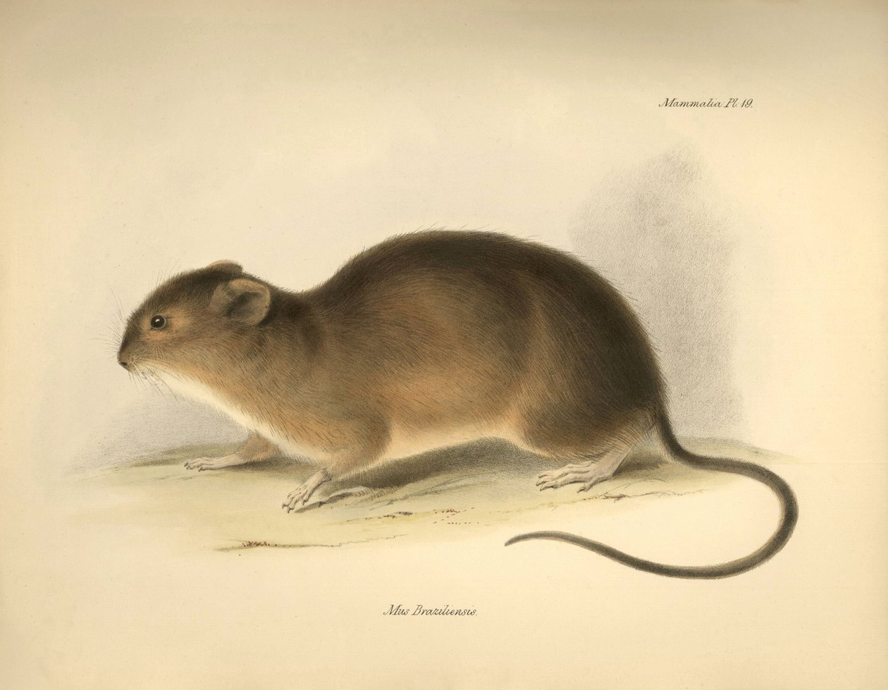 Zoologi: "Mus braziliensis" eller musen fra Brasilien, som Charles Darwin beskrev under sin opdagelsesrejse ombord på Beagle. Planche fra "The Zoology of the voyage of H.M.S. Beagle under the command of Captain Fitzroy during the years 1832 to 1836 edi af Unbekannter Künstler
