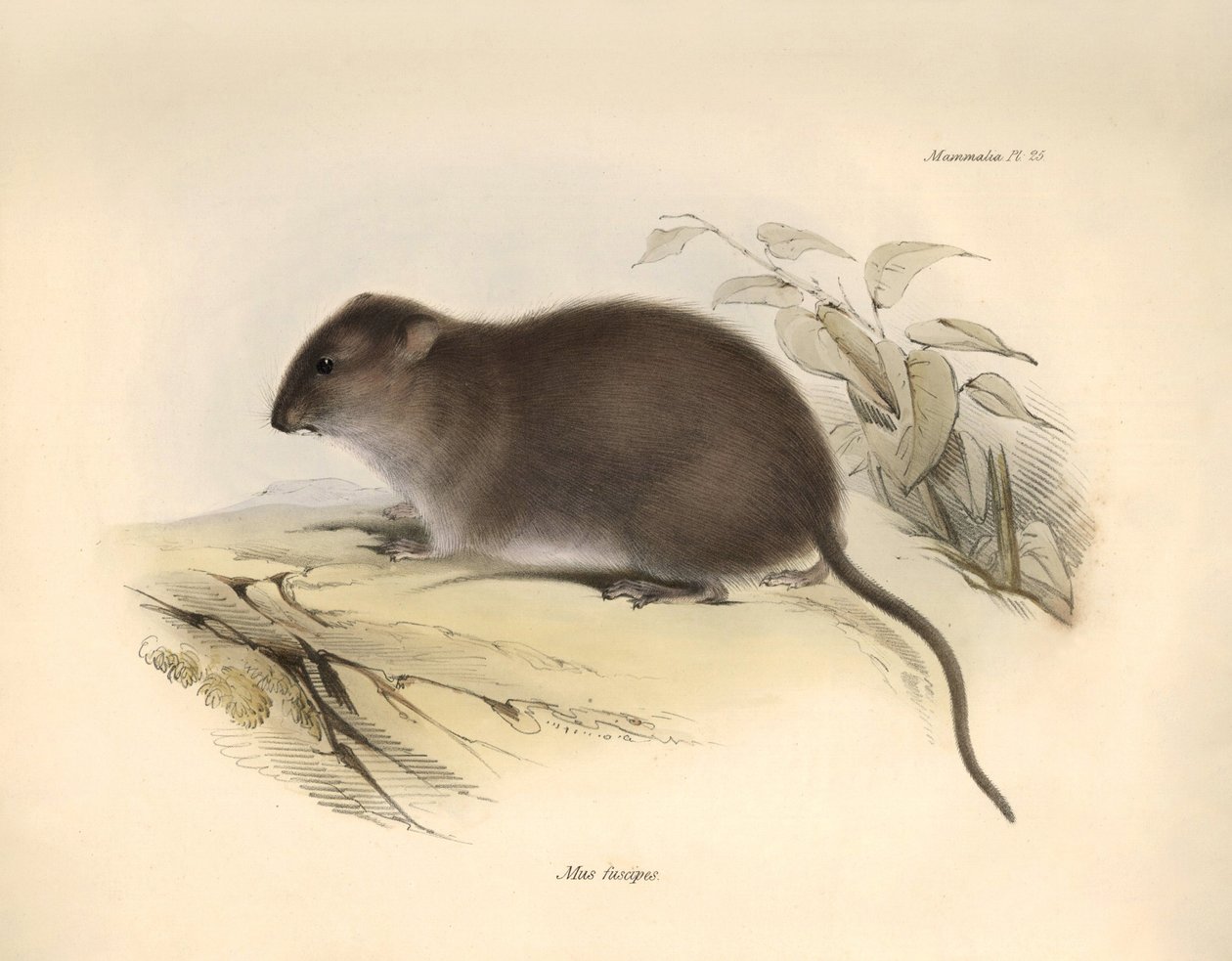 Zoologi: "Mus fuscipes" eller gnaveren fra den australske kyst beskrevet af Charles Darwin under hans opdagelsesrejse ombord på Beagle. Planche fra "The Zoology of the voyage of H.M.S. Beagle under the command of Captain Fitzroy during the years 1832 to af Unbekannter Künstler