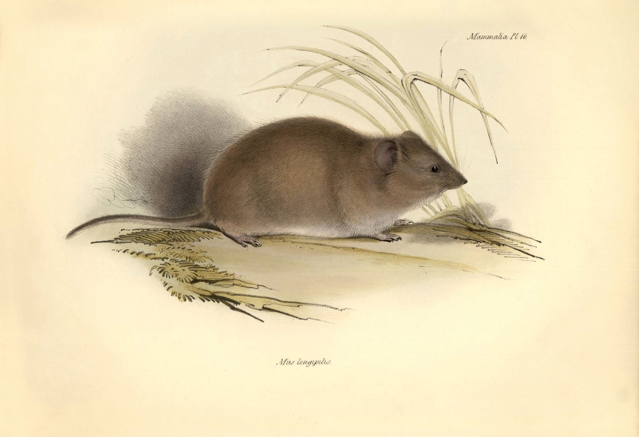 Zoologi: "Mus longipilis" (fra familien af markrotter) beskrevet af Charles Darwin under hans opdagelsesrejse om bord på Beagle. Planche fra "The Zoology of the voyage of H.M.S. Beagle under the command of Captain Fitzroy during the years 1832 to af Unbekannter Künstler
