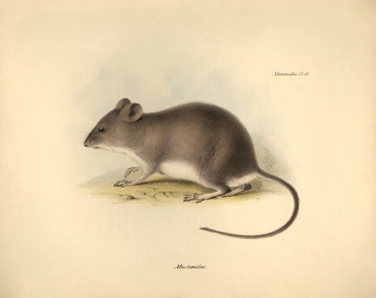 Zoologi: "Mus tumidus" eller sumprotte beskrevet af Charles Darwin under hans opdagelsesrejse om bord på Beagle. Planche fra "The Zoology of the voyage of H.M.S. Beagle under the command of Captain Fitzroy during the years 1832 to 1836 edited and super af Unbekannter Künstler
