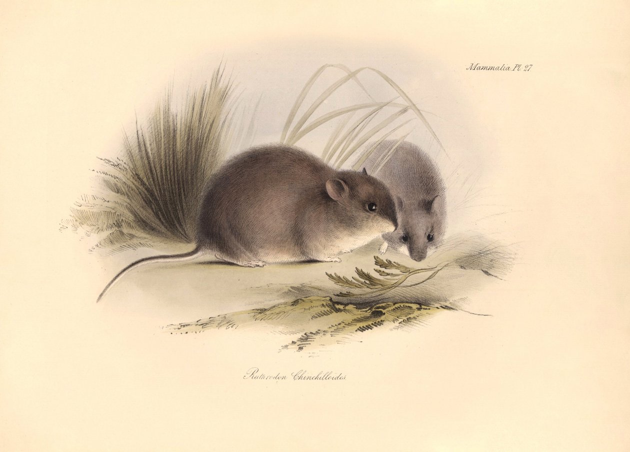 Zoologi: "Reithrodon Chinchilloides" eller Patagoniens chinchilla, som Charles Darwin beskrev under sin opdagelsesrejse ombord på Beagle. Tallerken fra "The Zoology of the voyage of H.M.S. Beagle under the command of Captain Fitzroy during the years 1 af Unbekannter Künstler