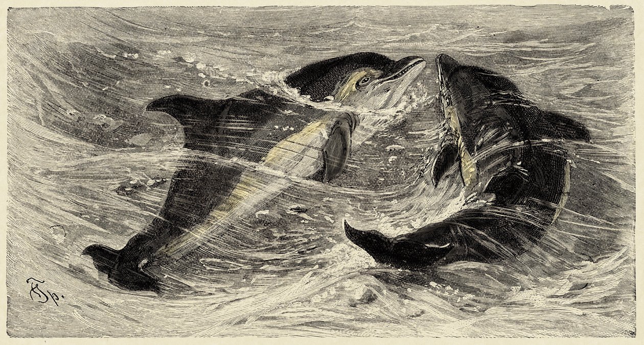Zoologi: delfiner (delphinus delphis) beskrevet og illustreret af Carlo Vogt og Federico Specht i "Natural history illustree: mammals" 1884 af Unbekannter Künstler