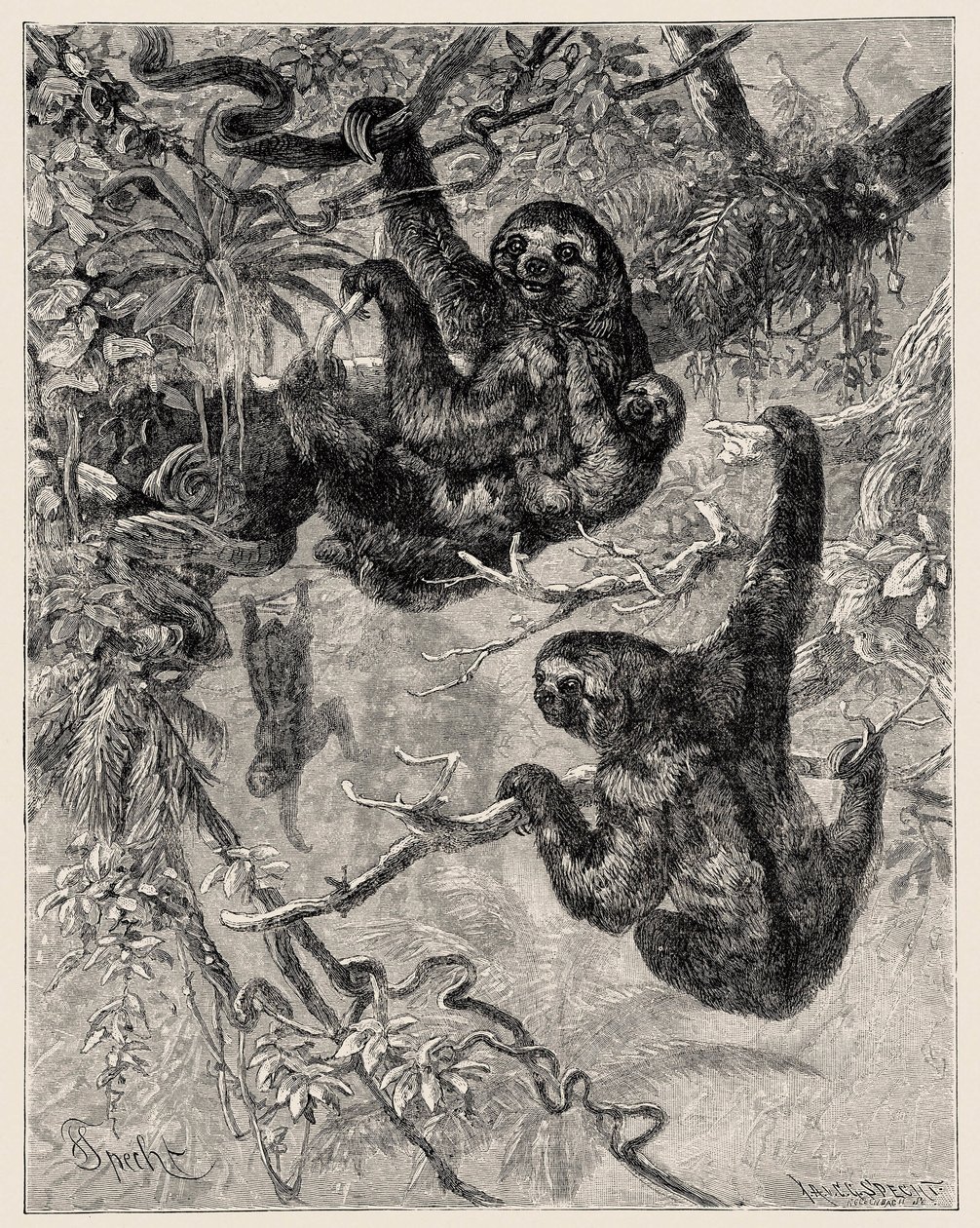 Zoologi: doven (Ai - Bradypus tridactylus) beskrevet og illustreret af Carlo Vogt og Federico Specht i "Illustree Natural History: Pattedyr" 1884 af Unbekannter Künstler