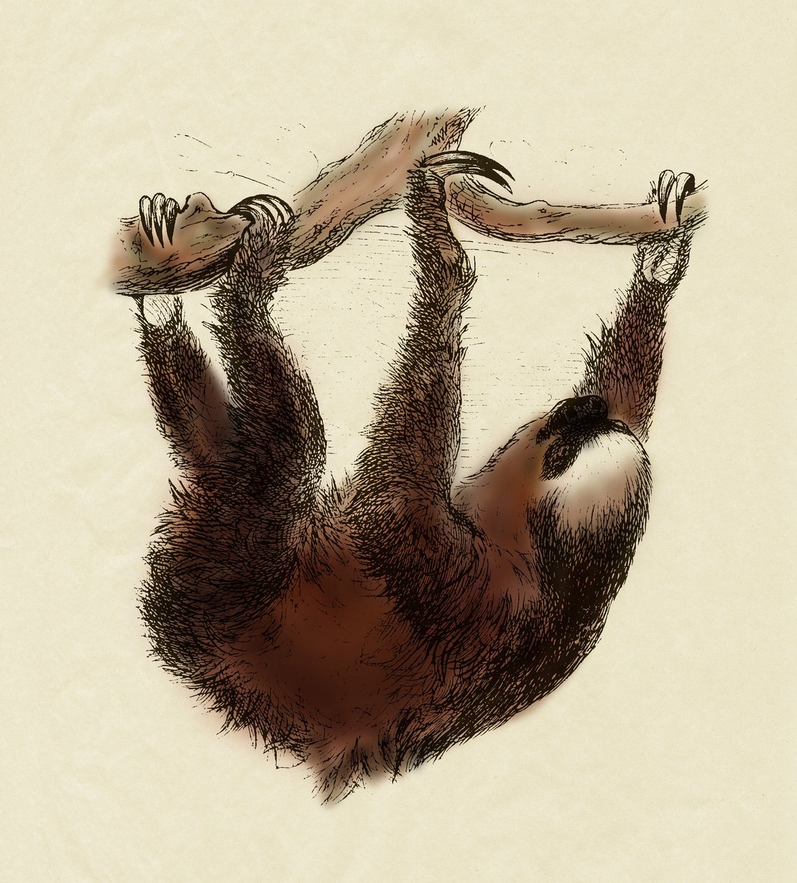 Zoologi: doven (Bradypus tridactylus) af Unbekannter Künstler