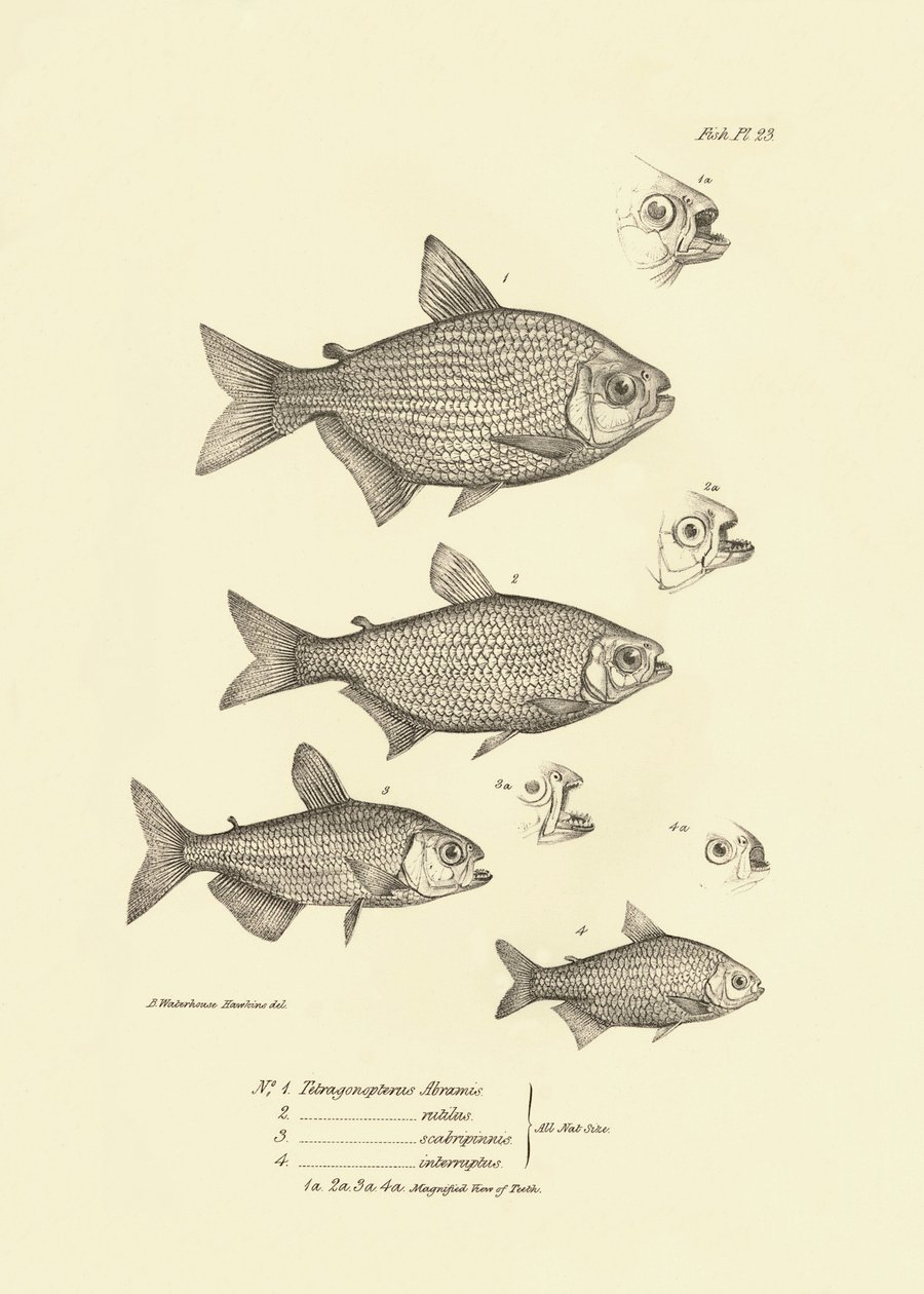 Zoologi: afbildning af fisken "Tetragonopterus Abramis, rutilus, scabripinnis, interruptus" beskrevet af Charles Darwin under hans rejse ombord på Beagle. Planche fra "The zoology of the voyage of H.M.S. Beagle under the command of Captaain Fitzroy dur af Unbekannter Künstler
