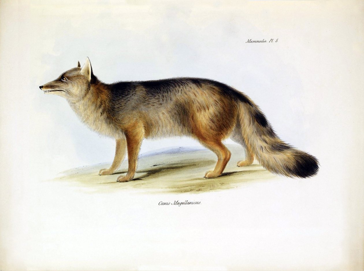 Zoologi: gengivelse af den sydamerikanske ræv "Canis fulvipes", som Charles Darwin beskrev på sin rejse om bord på Beagle. Planche fra "The zoology of the voyage of H.M.S. Beagle under the command of Captaain Fitzroy during the years 1832-1836" (Zoologien  af Unbekannter Künstler