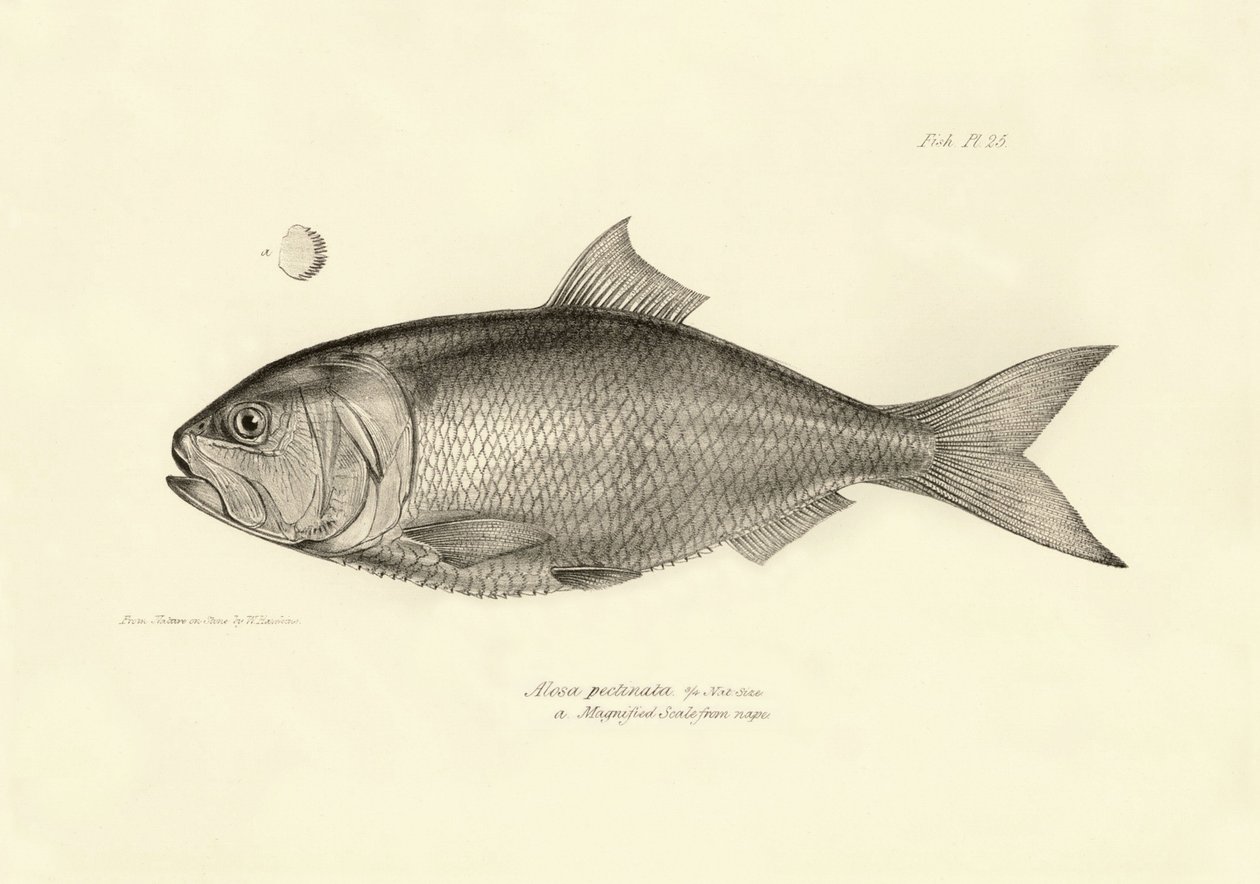 Zoologi: gengivelse af fisken "Alosa pectinata" beskrevet af Charles Darwin under hans rejse ombord på Beagle. Planche fra "The zoology of the voyage of H.M.S. Beagle under the command of Captaain Fitzroy during the years 1832-1836". af Unbekannter Künstler