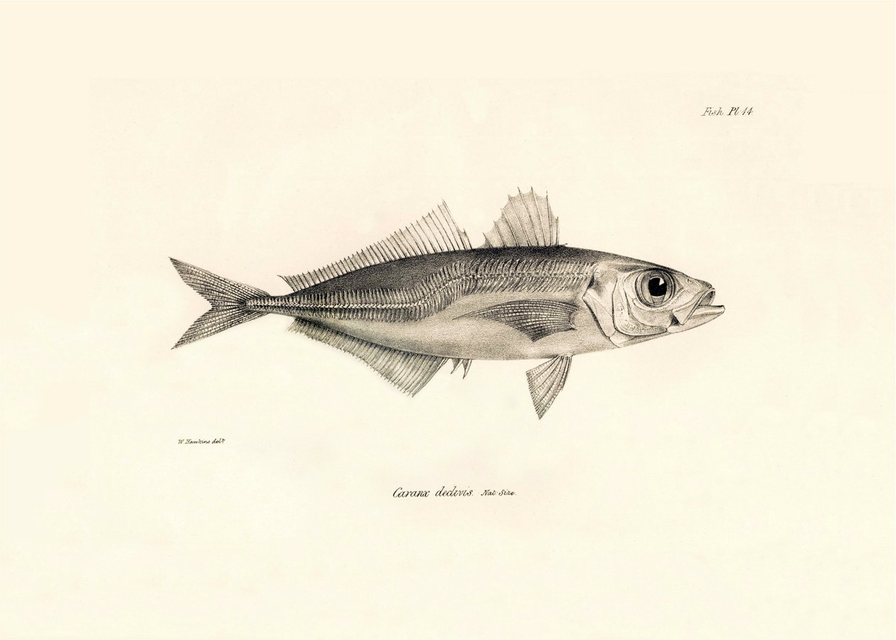Zoologi: gengivelse af fisken "Caranx declivis" beskrevet af Charles Darwin under hans rejse om bord på Beagle. Planche fra "The zoology of the voyage of H.M.S. Beagle under the command of Captaain Fitzroy during the years 1832-1836" af Unbekannter Künstler