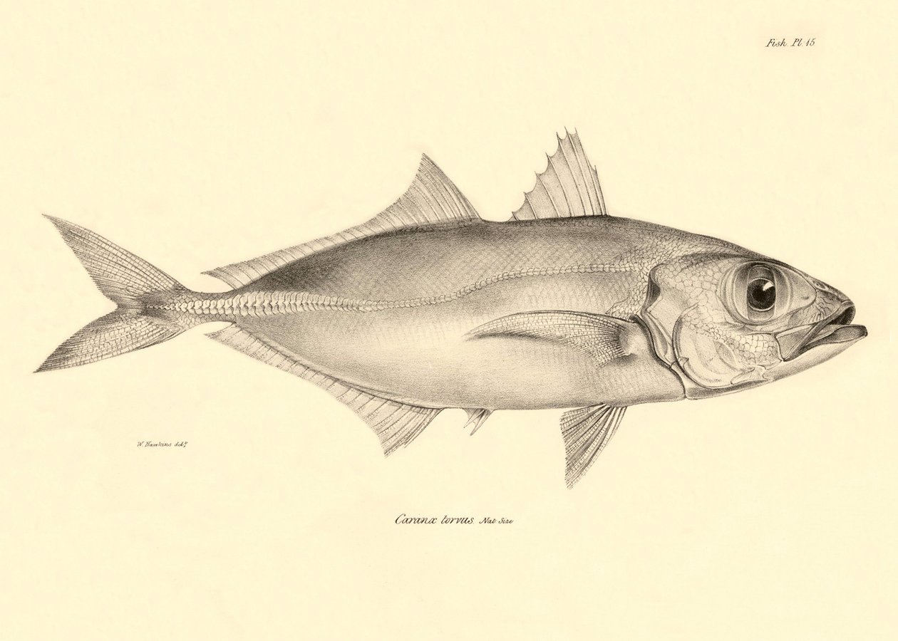 Zoologi: gengivelse af fisken "Caranx torvus" beskrevet af Charles Darwin under hans rejse om bord på Beagle. Planche fra "The zoology of the voyage of H.M.S. Beagle under the command of Captaain Fitzroy during the years 1832-1836". af Unbekannter Künstler