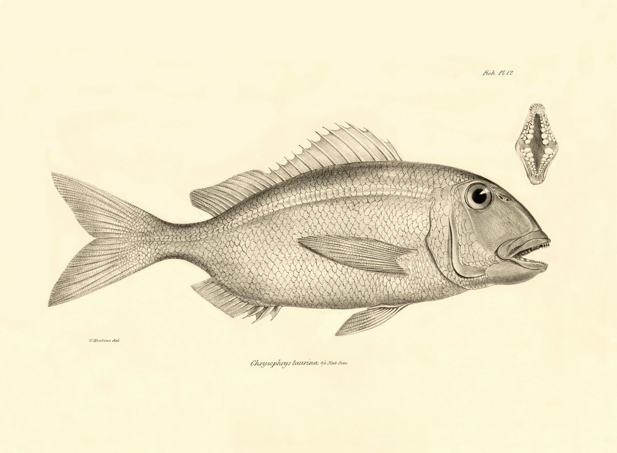 Zoologi: gengivelse af fisken "Chrysophrys taurina" beskrevet af Charles Darwin på hans rejse ombord på Beagle. Planche fra "The zoology of the voyage of H.M.S. Beagle under the command of Captaain Fitzroy during the years 1832-1836". af Unbekannter Künstler