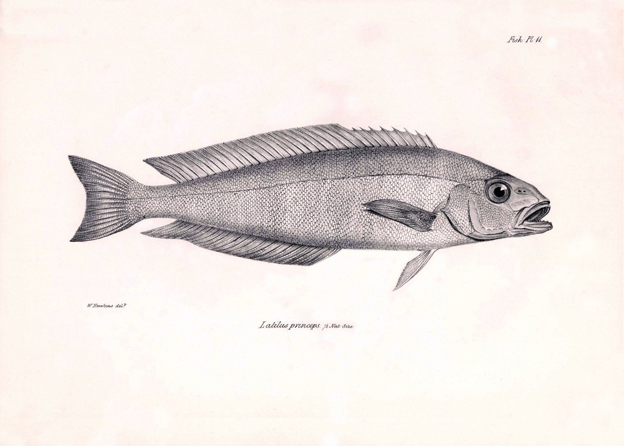 Zoologi: gengivelse af fisken "Latilus princeps" beskrevet af Charles Darwin under hans rejse ombord på Beagle. Planche fra "The zoology of the voyage of H.M.S. Beagle under the command of Captaain Fitzroy during the years 1832-1836" (Zoologien fra H.M.S.  af Unbekannter Künstler