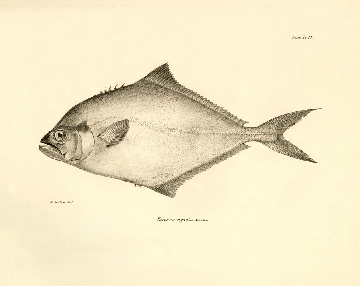 Zoologi: gengivelse af fisken "Paropsis signata" beskrevet af Charles Darwin under hans rejse ombord på Beagle. Planche fra "The zoology of the voyage of H.M.S. Beagle under the command of Captaain Fitzroy during the years 1832-1836". af Unbekannter Künstler
