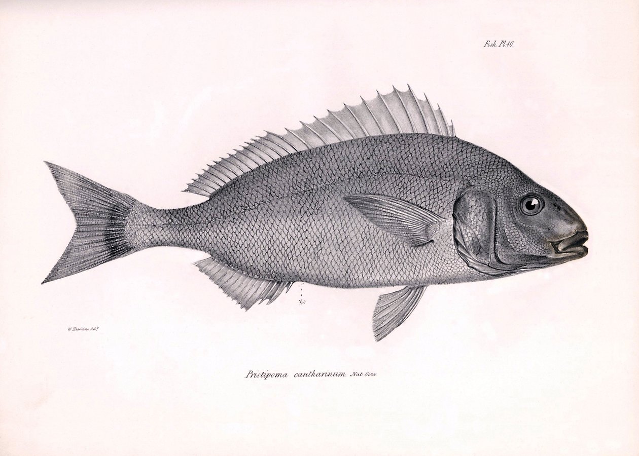 Zoologi: gengivelse af fisken "Pristipoma cantharinum", som Charles Darwin beskrev under sin rejse ombord på Beagle. Planche fra "The zoology of the voyage of H.M.S. Beagle under the command of Captaain Fitzroy during the years 1832-1836". af Unbekannter Künstler