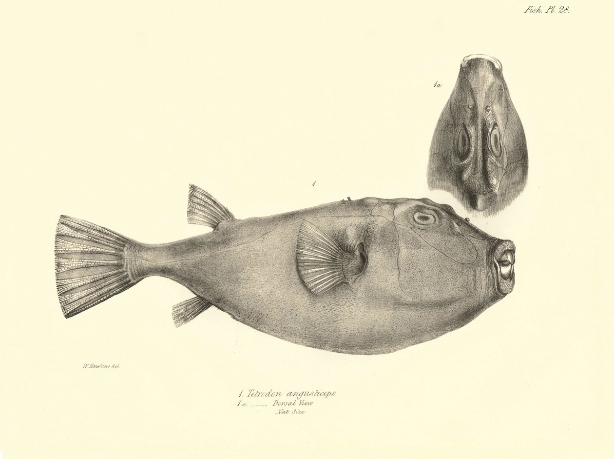 Zoologi: gengivelse af fisken "Tetrodon (Tetraodon) angusticeps" beskrevet af Charles Darwin under hans rejse ombord på Beagle. Planche fra "The zoology of the voyage of H.M.S. Beagle under the command of Captaain Fitzroy during the years 1832-18 af Unbekannter Künstler