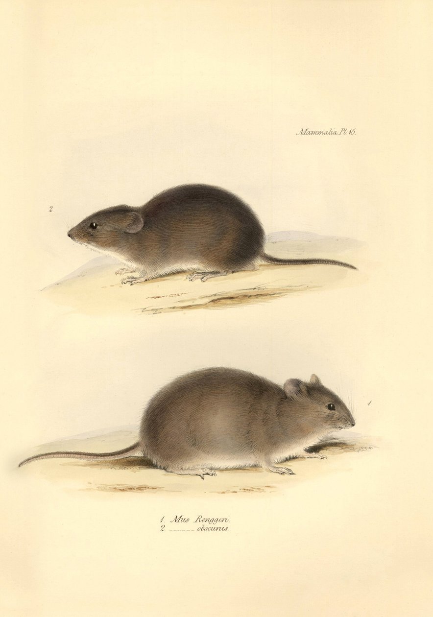 Zoologi: "Mus Renggeri" og "Mus obscurus" (rotter) beskrevet af Charles Darwin under hans opdagelsesrejse om bord på Beagle. Planche fra "The Zoology of the voyage of H.M.S. Beagle under the command of Captain Fitzroy during the years 1832 to 183 af Unbekannter Künstler