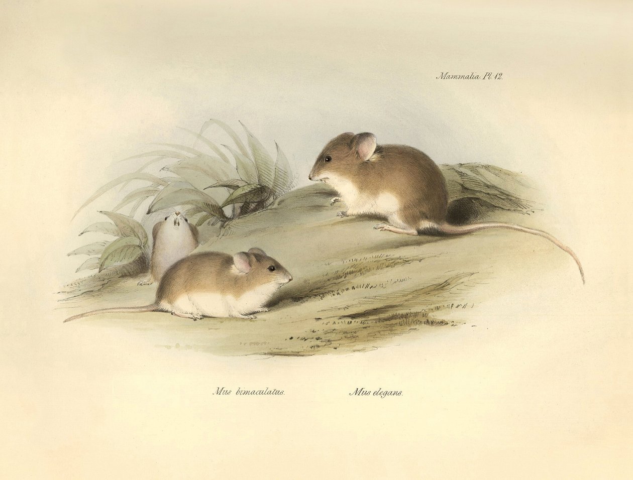 Zoologi: "Mus albimaculatus" og "Mus elegans" (mus) beskrevet af Charles Darwin under hans opdagelsesrejse om bord på Beagle. Planche fra "The Zoology of the voyage of H.M.S. Beagle under the command of Captain Fitzroy during the years 1832 to 18 af Unbekannter Künstler