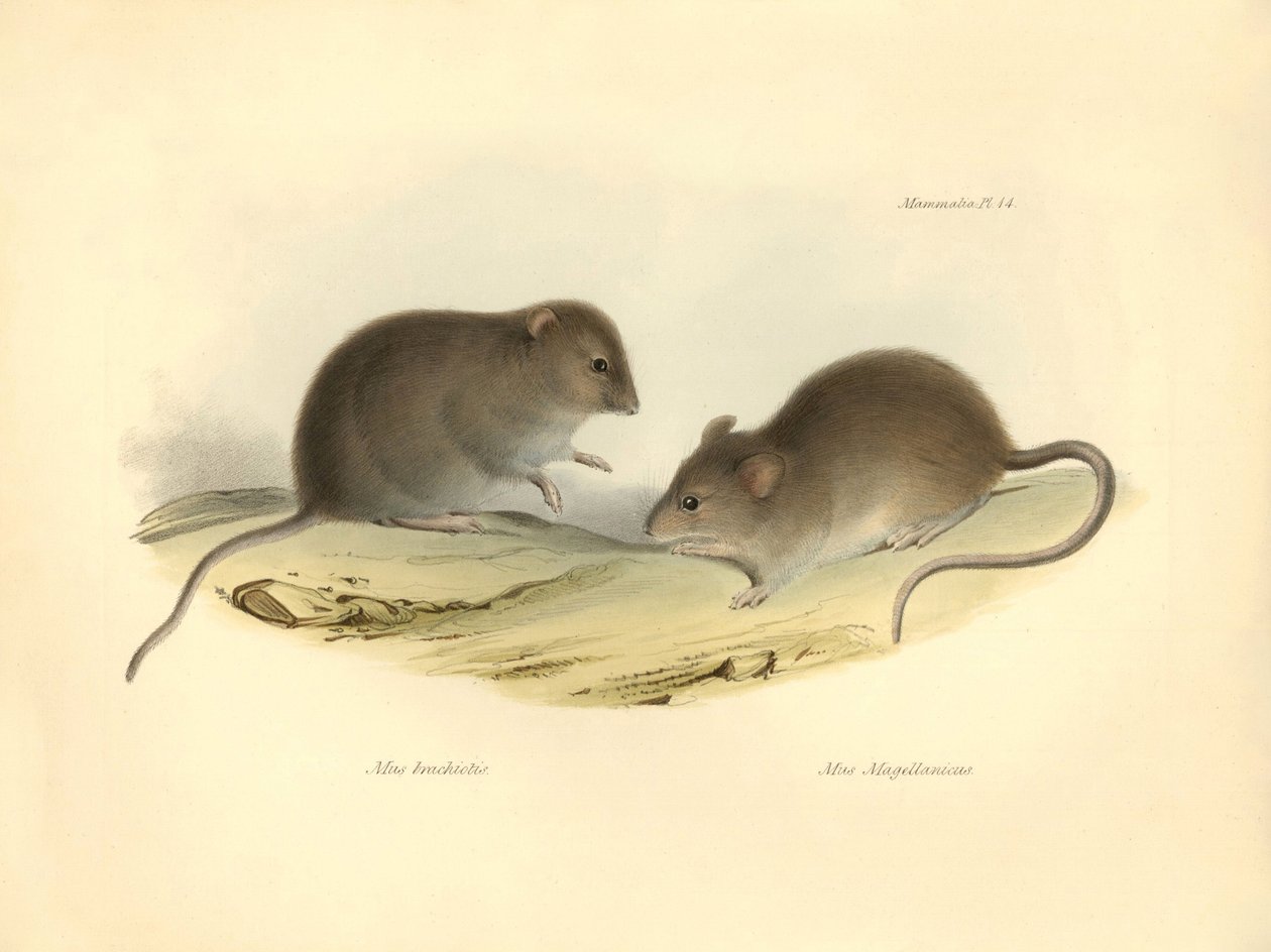 Zoologi: "Mus brachiotis" og Mus "Magellanicus" (rotter) beskrevet af Charles Darwin under hans opdagelsesrejse om bord på Beagle. Planche fra "The Zoology of the voyage of H.M.S. Beagle under the command of Captain Fitzroy during the years 1832 to 1 af Unbekannter Künstler