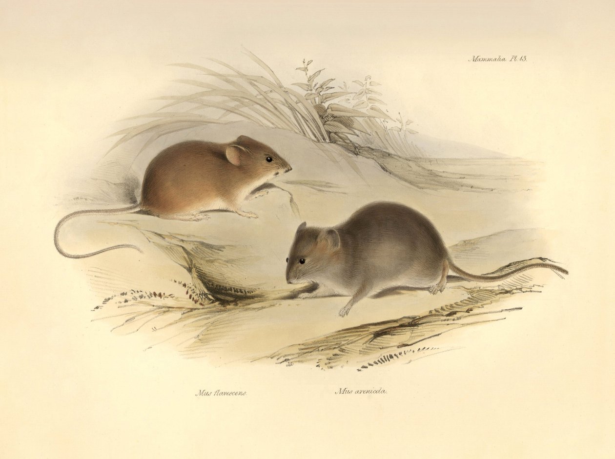 Zoologi: "Mus flavescens" og "Mus arenicola" (rotter) beskrevet af Charles Darwin under hans opdagelsesrejse om bord på Beagle. Planche fra "The Zoology of the voyage of H.M.S. Beagle under the command of Captain Fitzroy during the years 1832 to 1836". af Unbekannter Künstler
