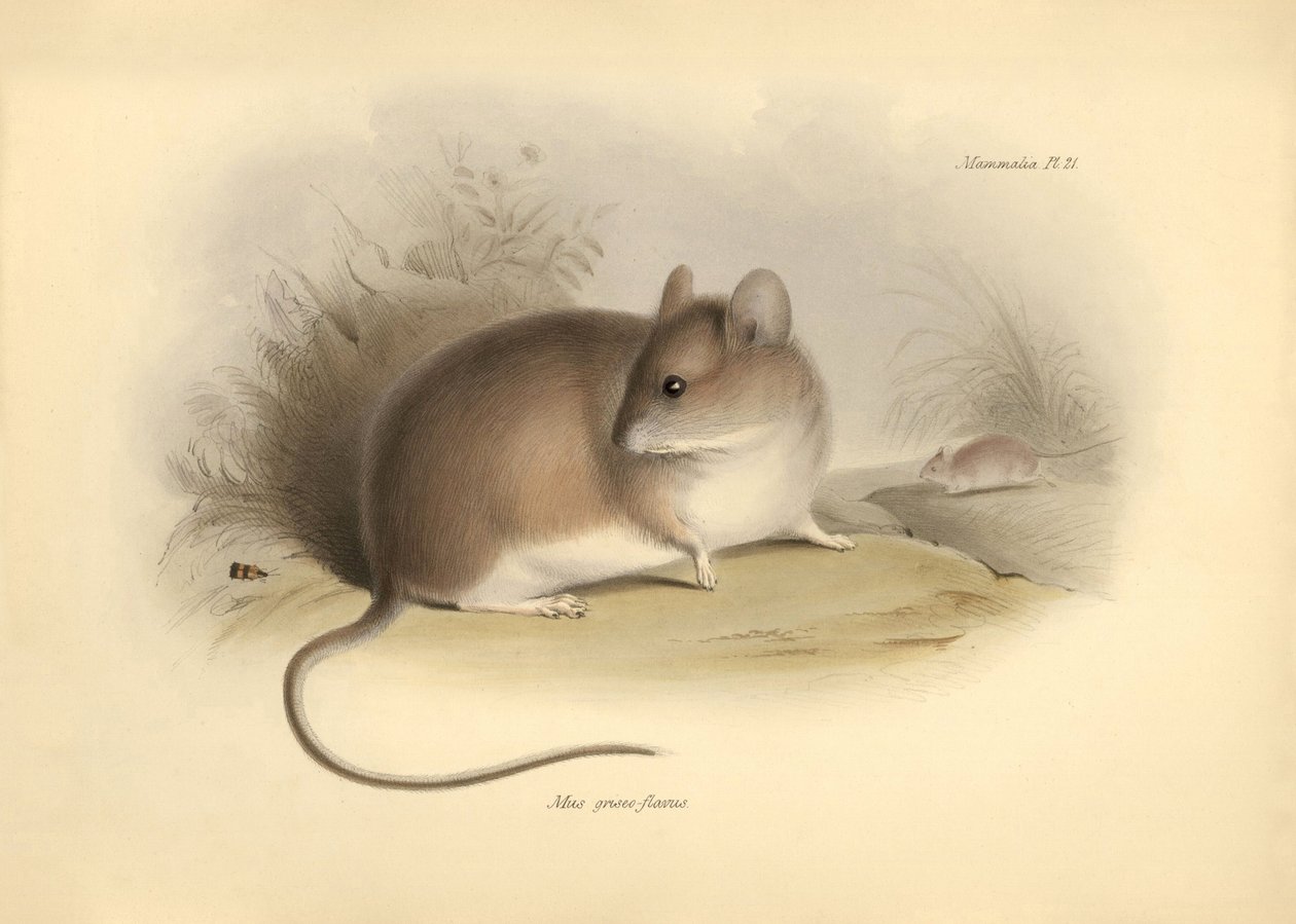 Zoologi: "Mus griseoflavus" eller bladmusen, som Charles Darwin beskrev under sin opdagelsesrejse om bord på Beagle. Planche fra "The Zoology of the voyage of H.M.S. Beagle under the command of Captain Fitzroy during the years 1832 to 1836 edited and af Unbekannter Künstler