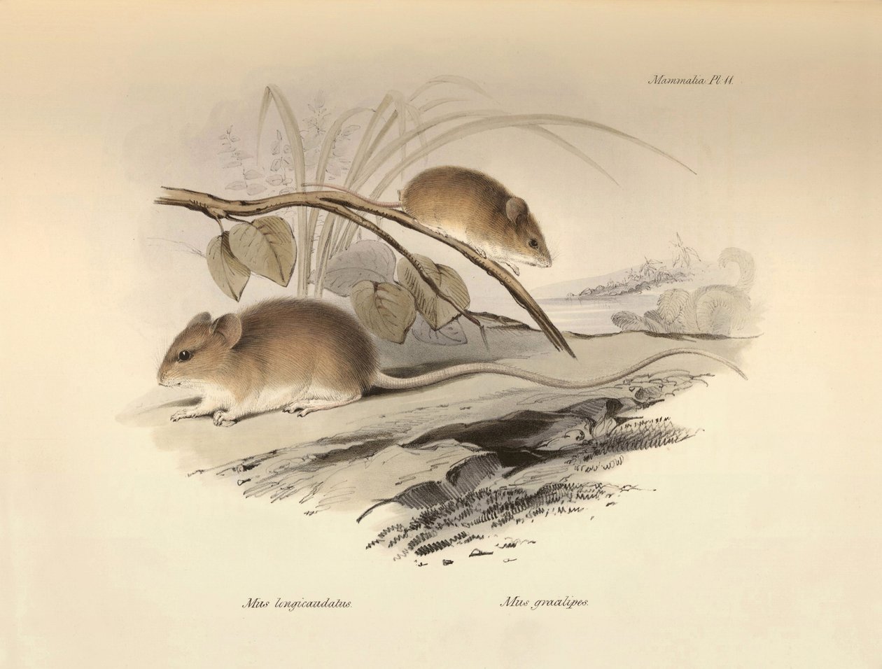 Zoologi: "Mus longicaudatus" og "Mus gracilipes" (mus) beskrevet af Charles Darwin under hans opdagelsesrejse om bord på Beagle. Planche fra "The Zoology of the voyage of H.M.S. Beagle under the command of Captain Fitzroy during the years 1832 to af Unbekannter Künstler