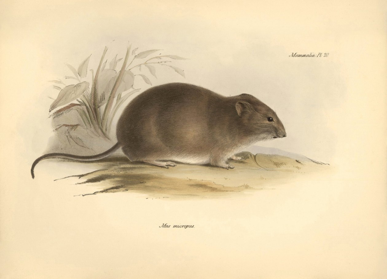 Zoologi: "Mus micropus" eller Grand-A-ears musen, som Charles Darwin beskrev under sin opdagelsesrejse ombord på Beagle. Planche fra "The Zoology of the voyage of H.M.S. Beagle under the command of Captain Fitzroy during the years 1832 to 1836 edited". af Unbekannter Künstler