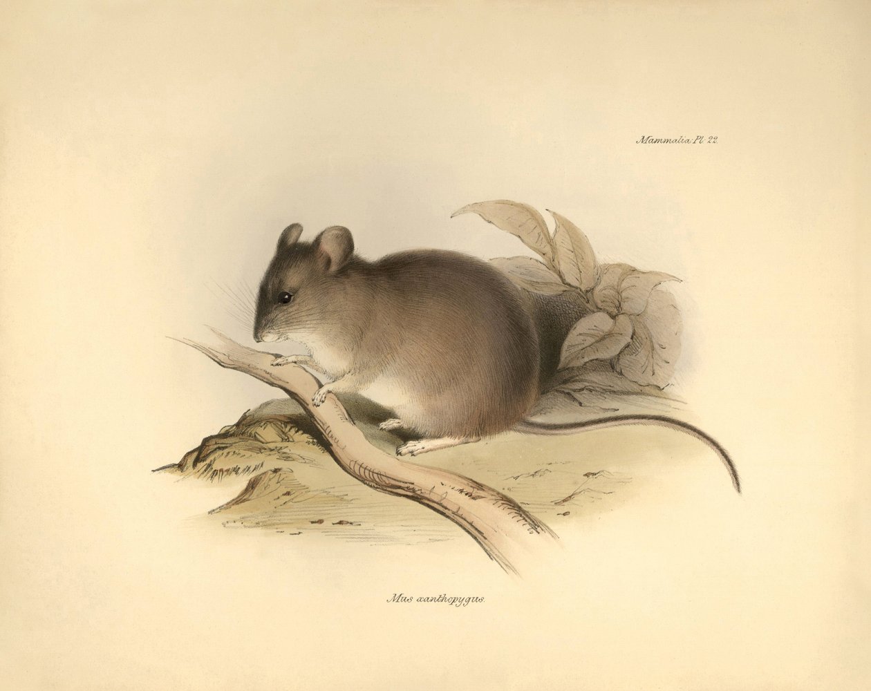 Zoologi: "Mus xanthopygus" eller xanthopygus-musen beskrevet af Charles Darwin under hans opdagelsesrejse ombord på Beagle. Planche fra "The Zoology of the voyage of H.M.S. Beagle under the command of Captain Fitzroy during the years 1832 to 1836 e af Unbekannter Künstler