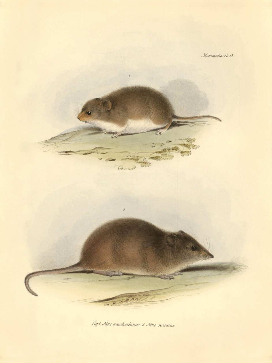 Zoologi: "Mus xanthorhinus" eller markrotte og "Mus nasutus" beskrevet af Charles Darwin under hans opdagelsesrejse om bord på Beagle. Planche fra "The Zoology of the voyage of H.M.S. Beagle under the command of Captain Fitzroy during the years 1832 t af Unbekannter Künstler