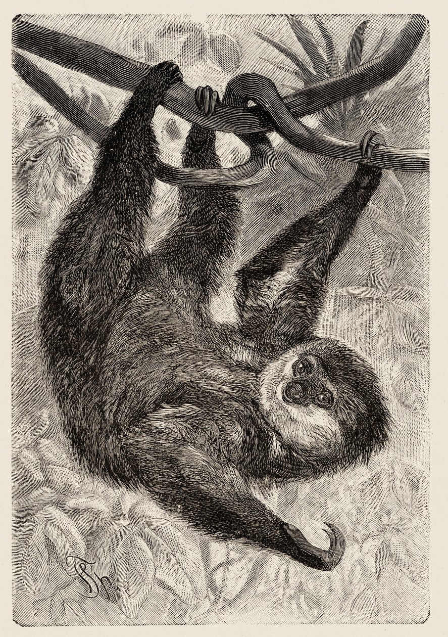 Zoologi: unau eller doven beskriver og illustrerer af Carlo Vogt og Federico Specht i "Natural history illustree: mammals" 1884 af Unbekannter Künstler