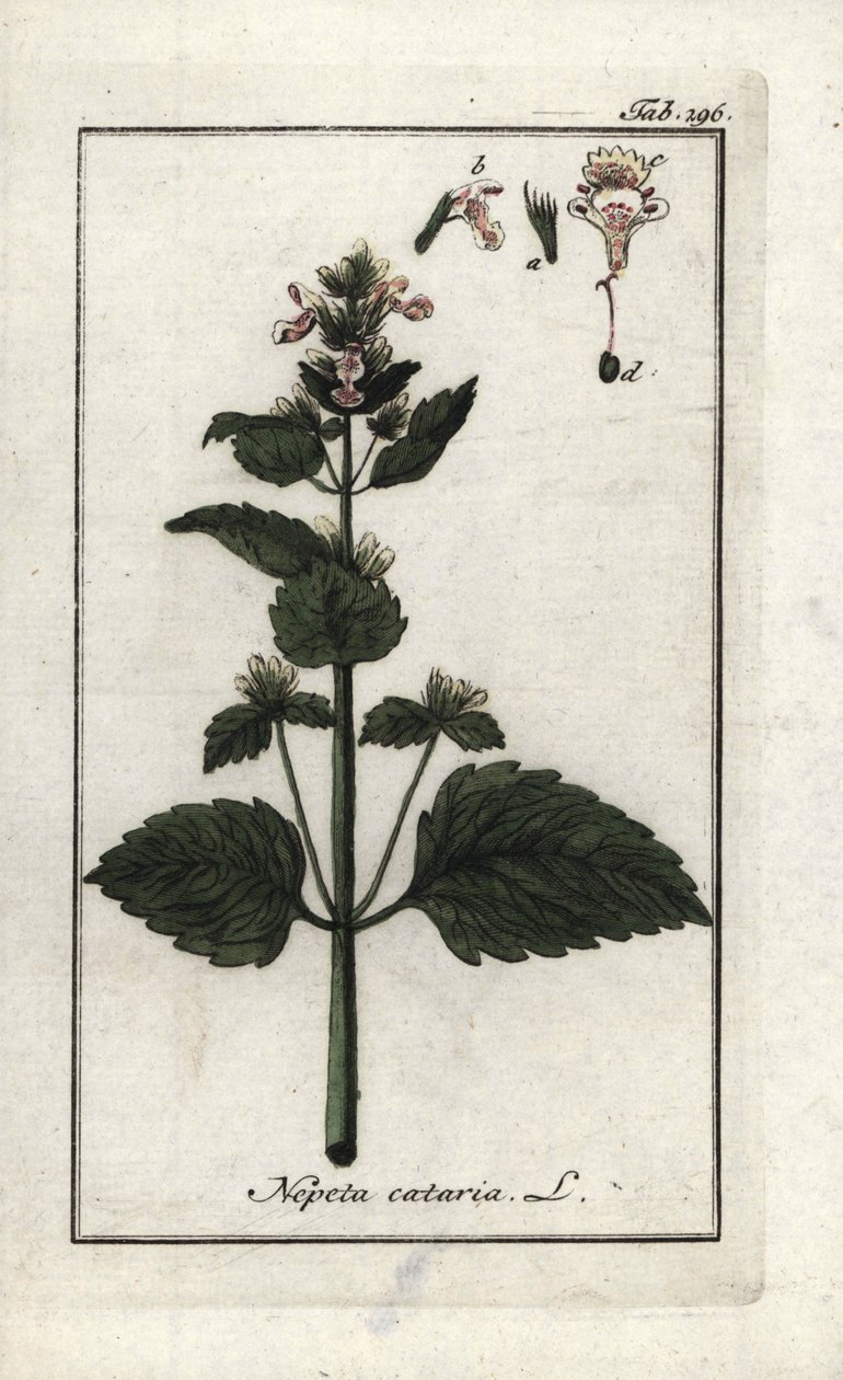 katary eller katary eller kattemynte (Nepeta cataria). Litografi fra "Afbeelding der Artseny-Gewassen" af Johannes Zorn (1739-1799), Holland. af Unbekannter Künstler